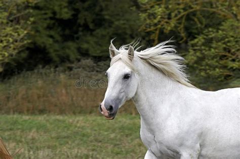 CHEVAL CONNEMARA stock photo. Image of adult, equidae - 172746980