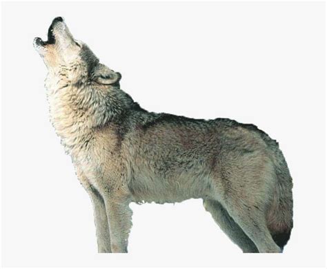 Wolf Howl Png - Wolf Howling Png PNG Image | Transparent PNG Free Download on SeekPNG