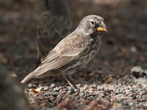 Female Medium Ground Finch - Geospiza fortis. By Brian Gratwicke.