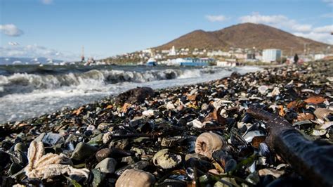 Mysterious mass die-off on Russia's eastern coast has scientists searching for answers - ABC News