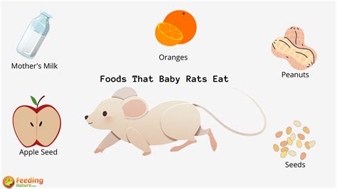 What Do Baby Rats Eat? - Feeding Nature