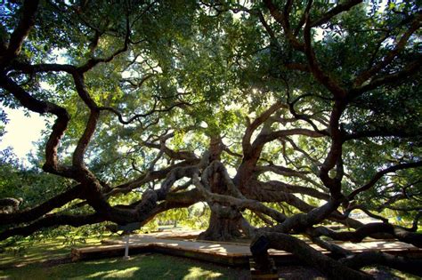 water oak tree florida - Arleen Mcnair