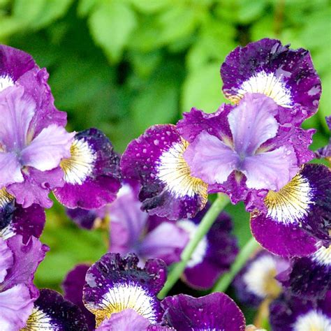 Contrast in Styles Siberian Iris - Van Wilgen's Garden Center