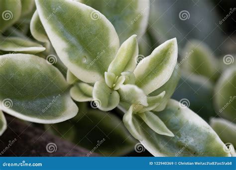 Leaves of a Common Ice Plant Mesembryanthemum Crystallinum Stock Image ...