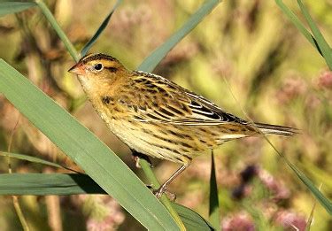 Bobolink - Photos, facts, and identification tips