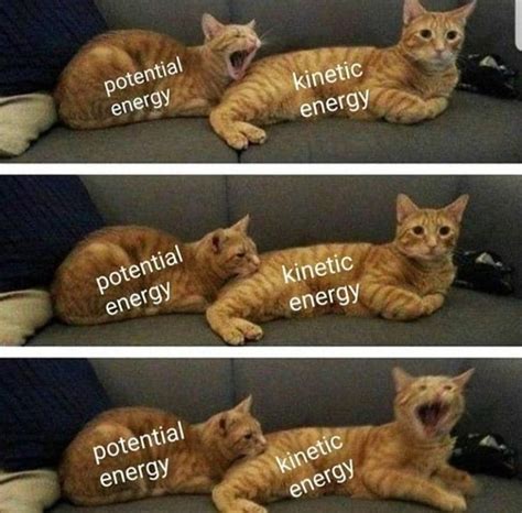 Physics Cat Meme