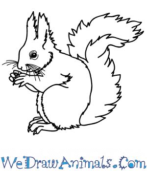 How to Draw a Realistic Red Squirrel