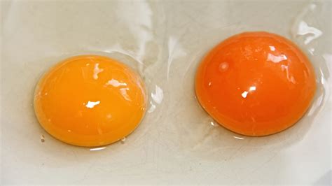 Why are Egg Yolks Different Colors