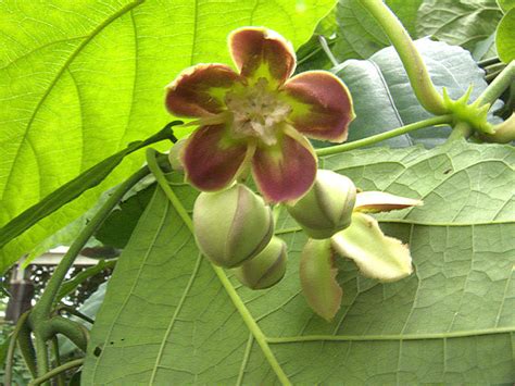 Asclepiadaceae: Mondia