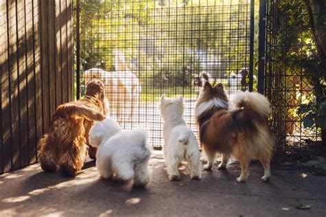 Dog Park Fencing Material – Learning Shared