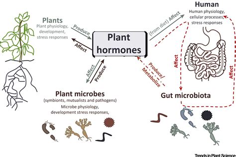 Plant Hormones: Key Players in Gut Microbiota and Human Diseases?: Trends in Plant Science