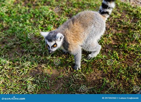 Lemur Catta Behavior Captured in a Zoo Setting Stock Image - Image of setting, nature: 297352263