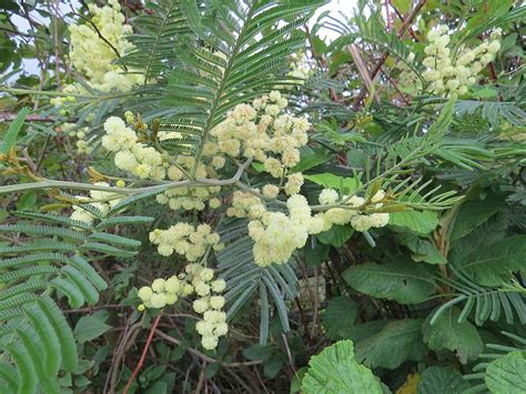 The black wattle is a boon for Australians (and a pest everywhere else)