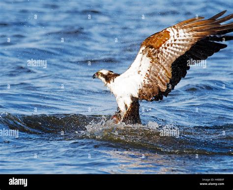 Osprey diving fish hi-res stock photography and images - Alamy