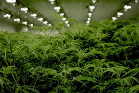 Negotiators finalize details of bill to legalize recreational marijuana ...