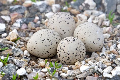 Plovers lay fourth egg in Good Harbor lot | Local News | gloucestertimes.com