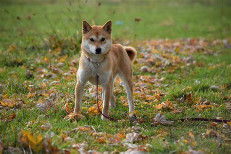 ACA Registered Shiba Inu For Sale Millersburg Ohio Red Female Sheba ...