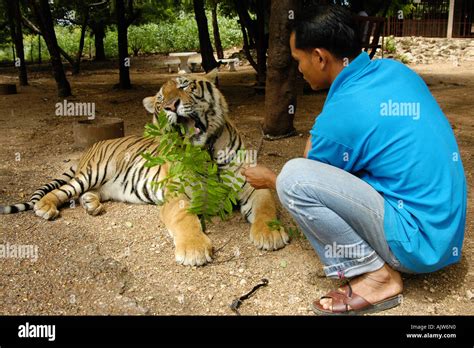 Tiger Temple / Kanchanaburi Stock Photo - Alamy