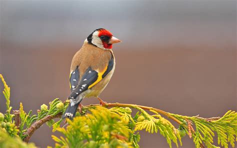 Download Leaf Branch Colorful European Goldfinch Bird Animal Goldfinch ...