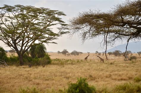 10 Little Known Facts About the Serengeti - Blog | SENE