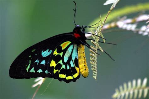 Queen Alexandra's Birdwing Butterfly | Animals Zone | Animals | Pinterest | Butterfly and Animal