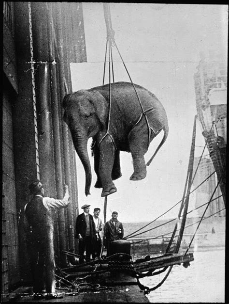 Vintage Circus Photos: 36 Images From The Glory Day Of The Big Top