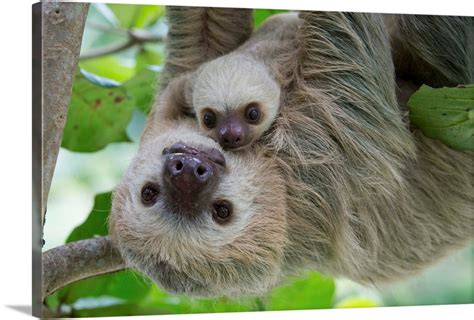 Hoffmann's Two-toed Sloth mother and two month old baby, Costa Rica ...