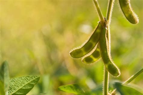 How to Plant, Grow, and Harvest Soybeans - Harvest to Table