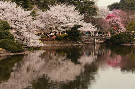 ≪Cherry Blossom Spots≫ Shinjuku Gyoen National Garden | SagasWhat TOKYO ...