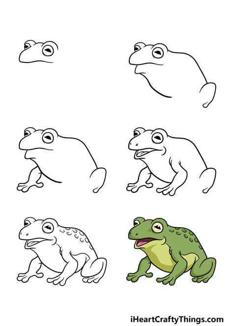 Toad Animal Drawing