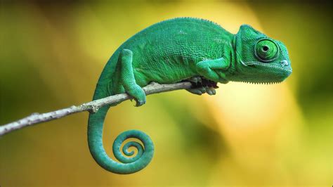 4K Chameleon Wallpapers - Top Free 4K Chameleon Backgrounds - WallpaperAccess