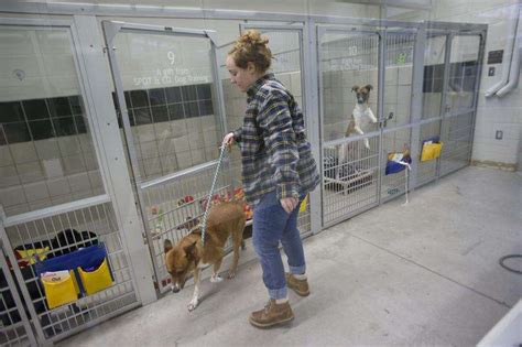 Iowa City animal shelter launches holiday supply drive | The Gazette