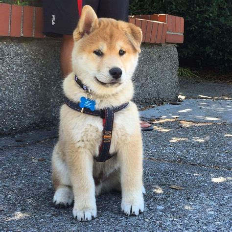 Say hello to Kubo! The Shiba - Inu/Husky mix : aww