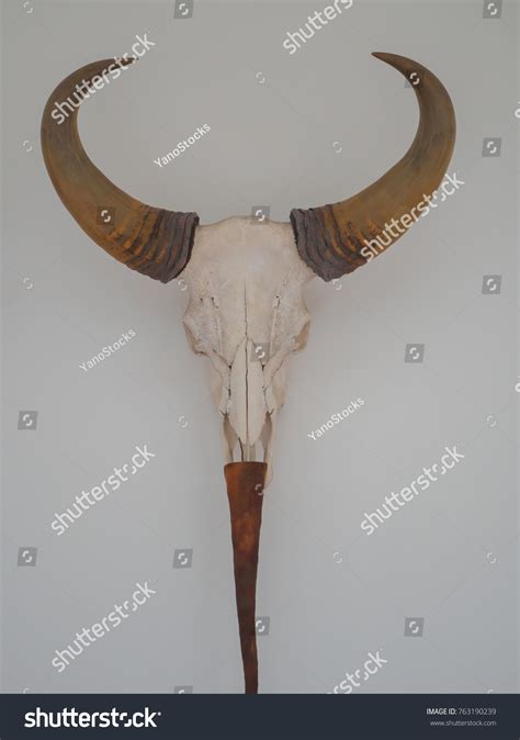 Bull Skeleton Most Popular Collection On Stock Photo 763190239 | Shutterstock