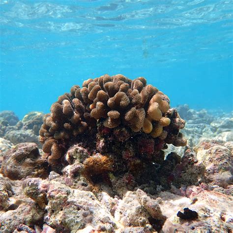 Dying Coral Reefs Global Warming