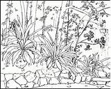 Coloring Pages For Adults Nature  Home sketch template