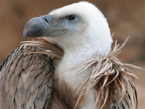 Griffon Vulture HD desktop wallpaper : Widescreen : High Definition ...