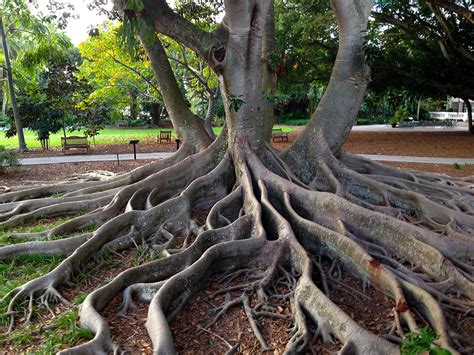 Marie Selby Botanical Gardens – Florida Hikes