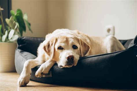 The 12 Best Dog Beds For Old Dogs | ChatterSource