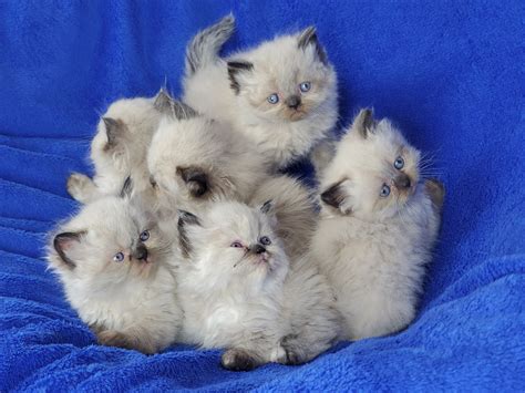 LS Kittens - Himalayan, British Shortair, Scottish Fold