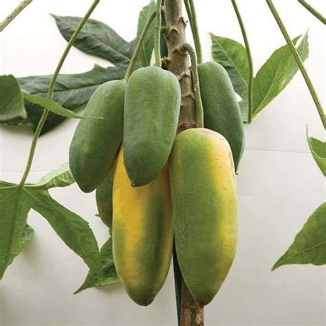 Maradol Papaya Heirloom Organic Dwarf Tree Seeds 100pcs - BestSeedsOnline.com - Free Shipping ...