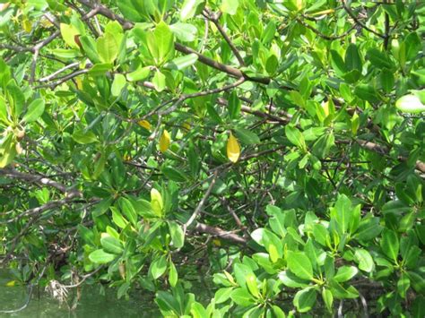 On the ground: Florida's extraordinary mangroves - Scienceline