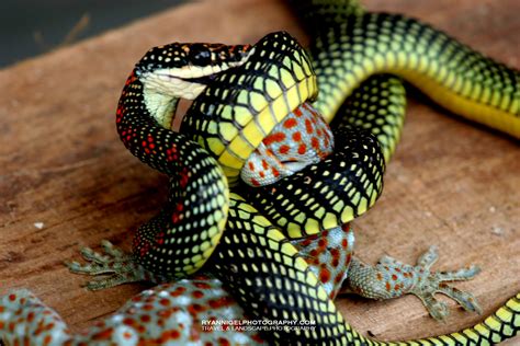 Paradise Tree Snake tries to eat a Gekko – ryannigelphotography.com