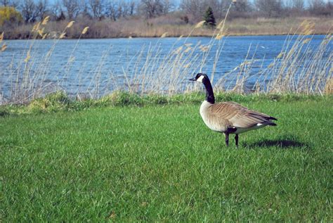 Canada Geese Nesting at GSU