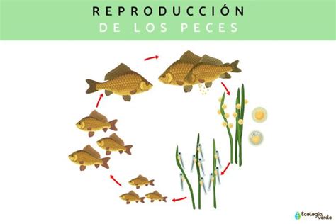 Reproducción de los peces - ¡Descubre el proceso!