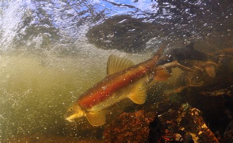 Dressed for Romance | Male Longnose Sucker in full spawning … | Flickr