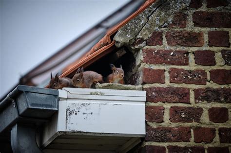 How to Get (and Keep) Squirrels Out of Your Attic - EcoWatch