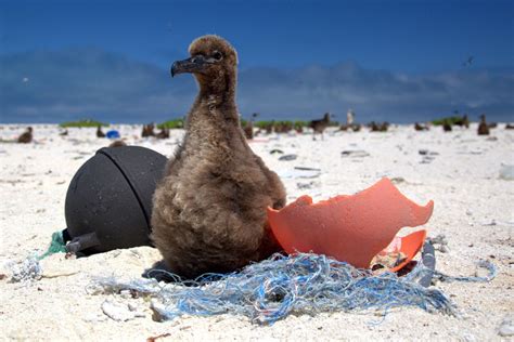 What is ocean plastic doing to marine animals? | CNN