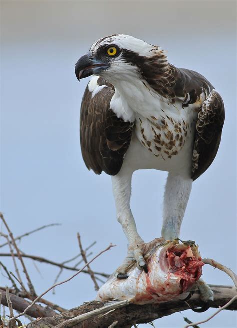 osprey | Osprey bird, British birds of prey, Pet birds