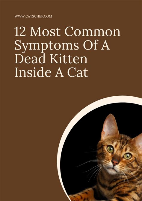 12 Most Common Symptoms Of A Dead Kitten Inside A Cat